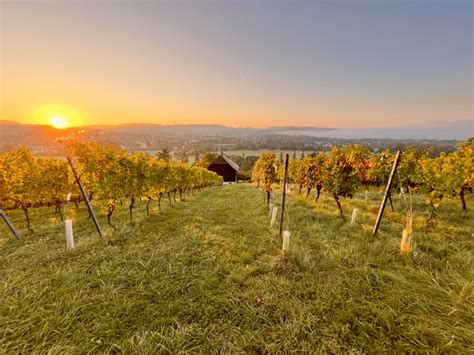 weingut riehen|Weisswein aus Riehen entdecken und kaufen